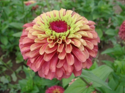 Picture of Zinnia Elegans - Queen Red Lime